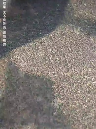 第3集 - 歲月神偷