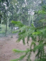 第35集 - 鸞鳳當歸