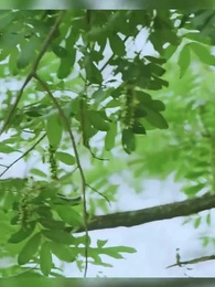 廚娘別跑：王爺放肆寵 - Episode 30