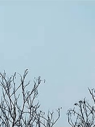 九王爺的告白 - Episode 21