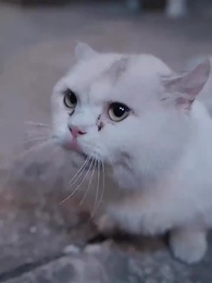 Aku Punya Toko Antik Ajaib - Episode 72