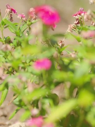 My Puppet Wife - Episode 9