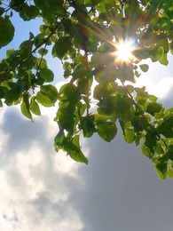 Episódio 13 - A Sucessora de Royal é uma Criada