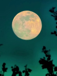 Episodio 53 - Apreciada por mi hermano Alpha