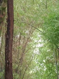 第37集 - 肥妻翻身,小綠茶買一送一