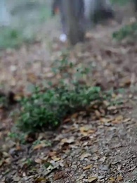 銀漢迢迢 - Episode 13