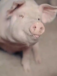 第1集 - 豬瘟爆發後,白眼狼村民直呼後悔