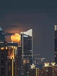 第33集 - 封總,你家崽崽全球找爹了