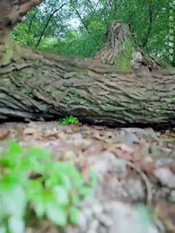 第23集 - 既見太子,為何不拜