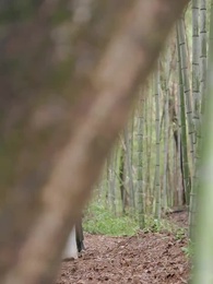 第38話 - 毒医聖手の私がデブ妻に転生した件