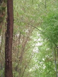 第37話 - 毒医聖手の私がデブ妻に転生した件