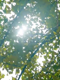 第49集 - 愛在黃昏晚風時