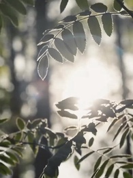 Im Schicksal mit meinem Werwolf-Mann - Episode 29