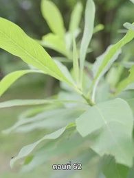 ตอนที่ 62 - ภรรยาเก่งกาจข้ารักนัก