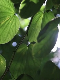 Episode 54 - Doppelagent in der Leidenschaft