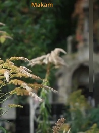 Kemampuan Yang Tak Tertandingi - Episode 1