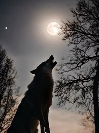 Alpha, Marque-moi s'il te plaît - Episode 1