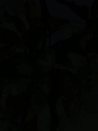 Episode 11 - Die wolfslose Luna des Alphakönigs