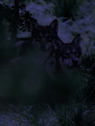 La compagna indesiderata - Episode 91