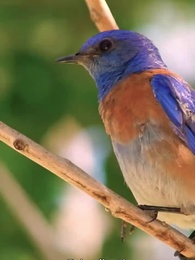 Episodio 40 - Desideri proibiti Amore Alphas