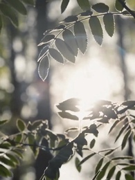 Épisode 29 - L'Éclat de la Lune et des Ombres