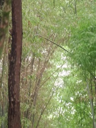 Tập 37 - Con Đường Trả Thù Của Vương Phi Béo