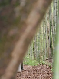 Con Đường Trả Thù Của Vương Phi Béo - Episode 38