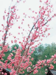 ตอนที่ 19 - ออกโรงกำจัดเมียน้อย