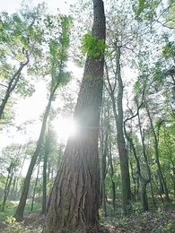 第1集 - 白茶不予