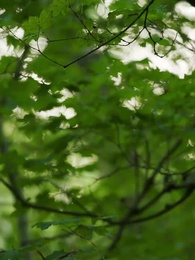 La heredera del Alfa - Episode 42