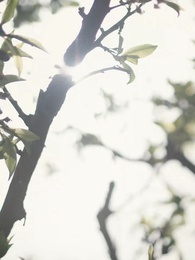 Episode 8 - Deep in Love, Bound by Fate