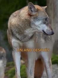 Episodio 3 - Mi Alfa Se Enamoró de Mí