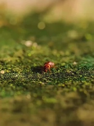 第30集 - 沙盤秘境：小人國之戰