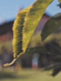 Épisode 57 - Prisonnière en cage dorée