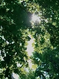 Episodio 61 - [Doblado] La novia no deseada de Atticus Fawn