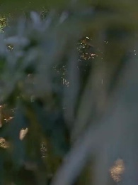 Episodio 2 - [Doblado] La novia no deseada de Atticus Fawn