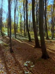 Episode 31 - Chasing My Unwanted Mate