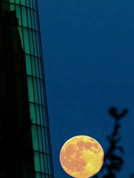 Épisode 53 - Niki et le Roi Alpha