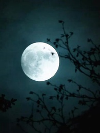 Episodio 70 - Una Transferencia del Alma de una Luna