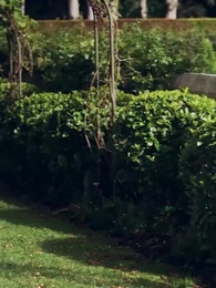 Épisode 25 - Mon Amour Réduit en Cendres