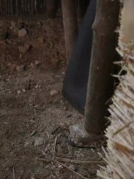 第32話 - 金の枝 夢を紡ぐ