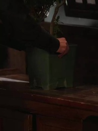 第30話 - 金の枝 夢を紡ぐ