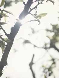 Tief in Liebe, Gebunden durch Schicksal - Episode 15