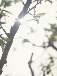 Episode 8 - Tief in Liebe, Gebunden durch Schicksal