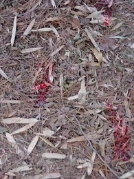 Kakak Seperguruan Tersadarkan - Episode 6