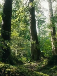 Perseguindo Minha Companheira Indesejada - Episode 1