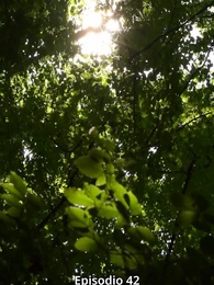 Episodio 42 - Rinata per Vendicarsi - La Luna Tradita Completa