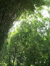 Episódio 54 - Sonho de Saudade no Harém