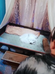 25화 - 구미백호전