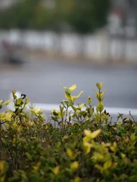 Episode 57 - The Joy Maker